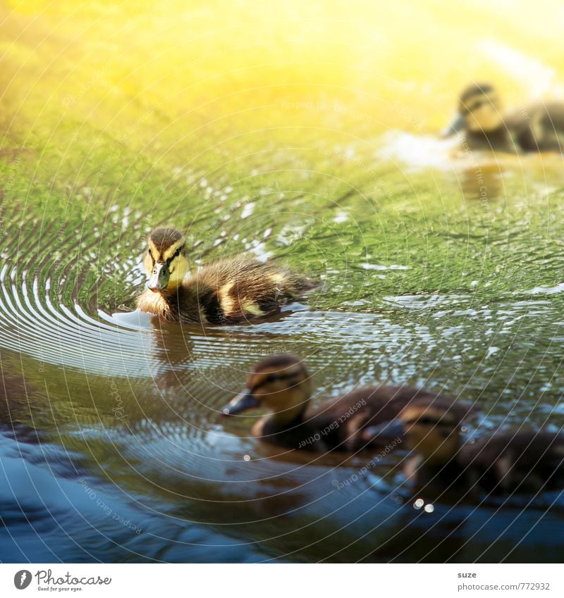 Tierische Weichmacher fürs Herz Schwimmen & Baden Umwelt Natur Wasser Wetter Teich See Wildtier Vogel Tiergruppe Tierjunges klein Neugier niedlich schön wild