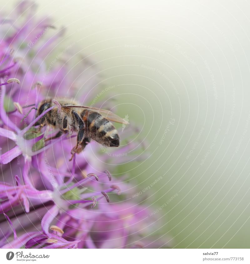 Zierlauch tut`s auch Gesundheitswesen Umwelt Natur Pflanze Tier Frühling Sommer Blüte Garten Nutztier Biene 1 Arbeit & Erwerbstätigkeit Blühend Duft Fitness
