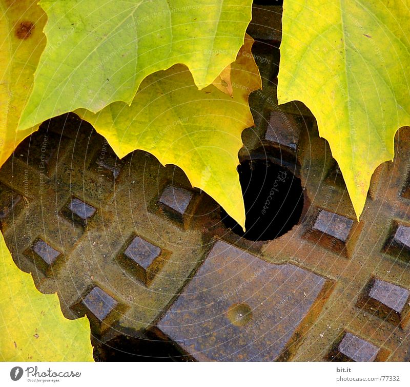 SPITZEN runde Herbst Blatt Rost alt unten gelb Stimmung Mittelpunkt abwärts Oktober November Eindruck Monat Jahr Jahreszeiten Abwasser Kanalisation Gully
