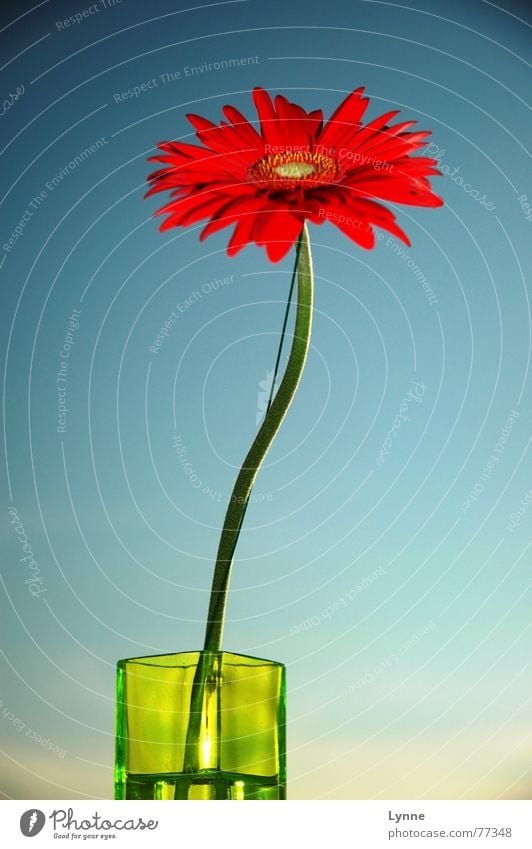 Gerbera Blume Vase grün rot Sommer Frühling Blüte knallig Stengel blau Himmel Schönes Wetter mehrfarbig