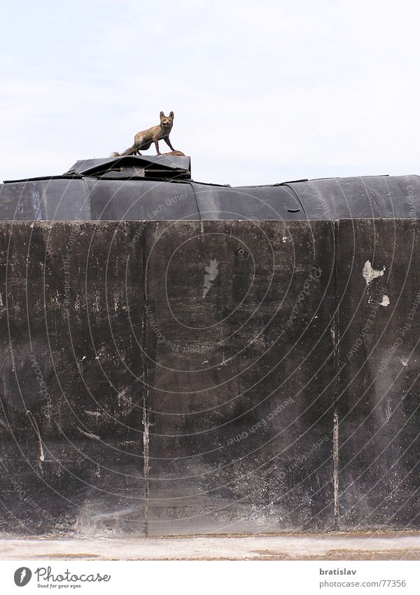 Ausgestopft Abdeckung Mauer Wand dreckig Kuhmist Rotfuchs Trophäe Fuchs Statue grotesk ausgestopft verschmiert