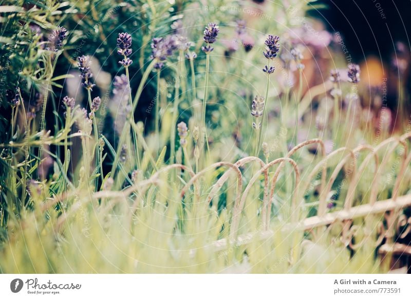 Lavendel Natur Pflanze Frühling Schönes Wetter Blume Garten Blühend Wachstum Duft schön violett sommerlich Sitzreihe Gedeckte Farben Außenaufnahme