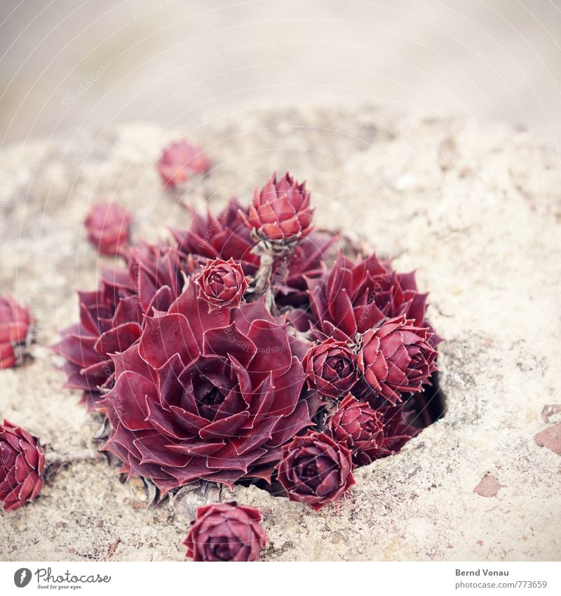 schön trocken Pflanze Blume braun grau rot Stein Rose ästhetisch hell bescheiden Sandstein Garten Farbfoto Außenaufnahme Menschenleer Textfreiraum oben Tag