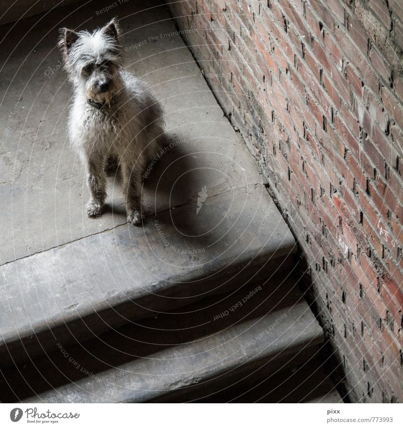(s)chiller | ich sitz dann mal hier Innenarchitektur Fabrik Tier Mauer Wand Treppe Haustier Hund 1 Denken füttern Traurigkeit warten Neugier niedlich klug weich