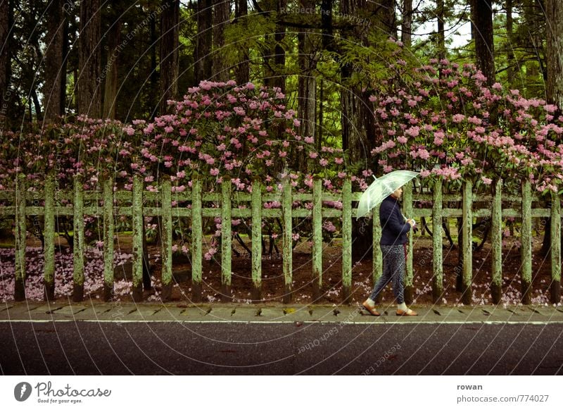 spazieren Mensch feminin Junge Frau Jugendliche Erwachsene 1 Straße nass Regenschirm Spaziergang Bürgersteig Zaun Garten Hecke Rhododendron Blume Einsamkeit