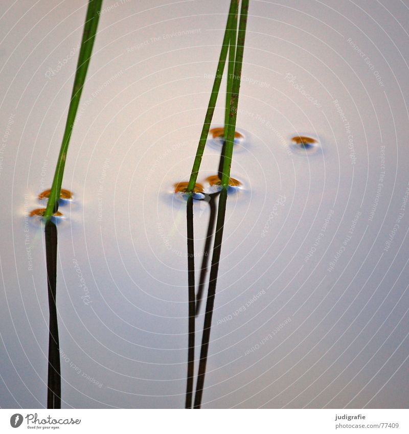 | | | | See Gras Stengel Spiegel Reflexion & Spiegelung grün Wachstum Pflanze Wasseroberfläche ruhig Teich Gewässer Erholung harmonisch vertikal Schilfrohr zart