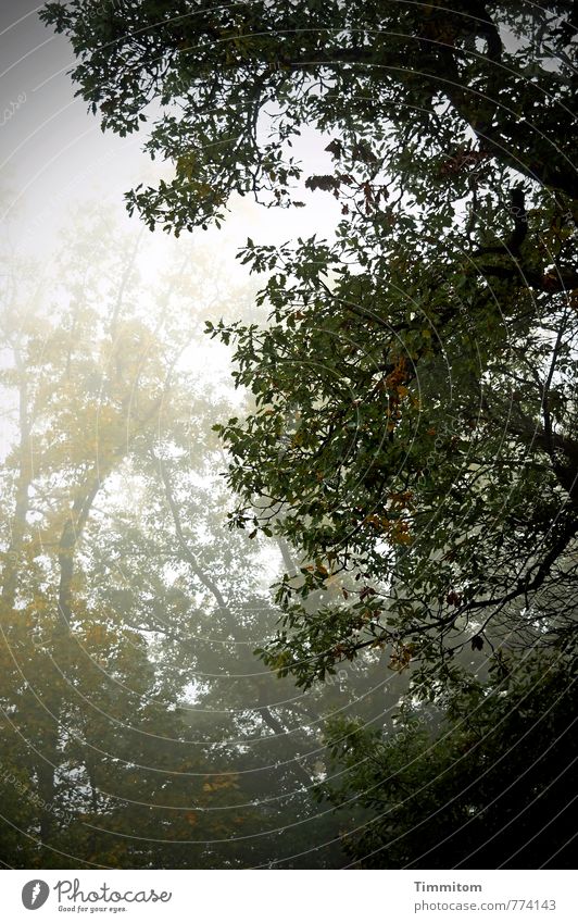 Herbst. Umwelt Natur Pflanze Klima Wetter schlechtes Wetter Nebel Baum Eiche Wald dunkel grau grün schwarz Gefühle Traurigkeit Farbfoto Gedeckte Farben