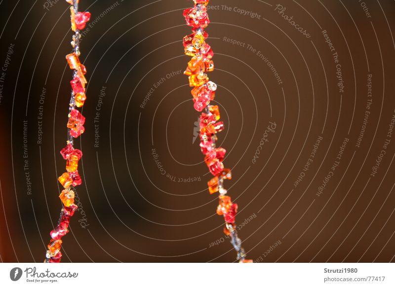 Lichterketten rot Muster Strukturen & Formen mehrfarbig Herbst Vordergrund Farbenspiel Seite orange Brand Kette Perle herbstlich Trennung Verbindung