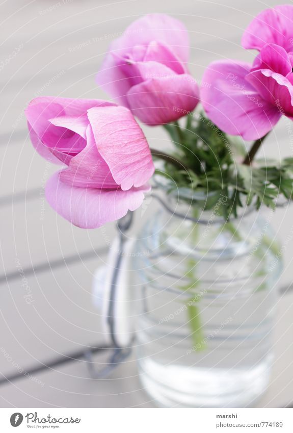 Blumengruß aus dem Garten Natur Pflanze Frühling Sommer rosa Vase Dekoration & Verzierung sommerlich Blühend Farbfoto Außenaufnahme Nahaufnahme Detailaufnahme