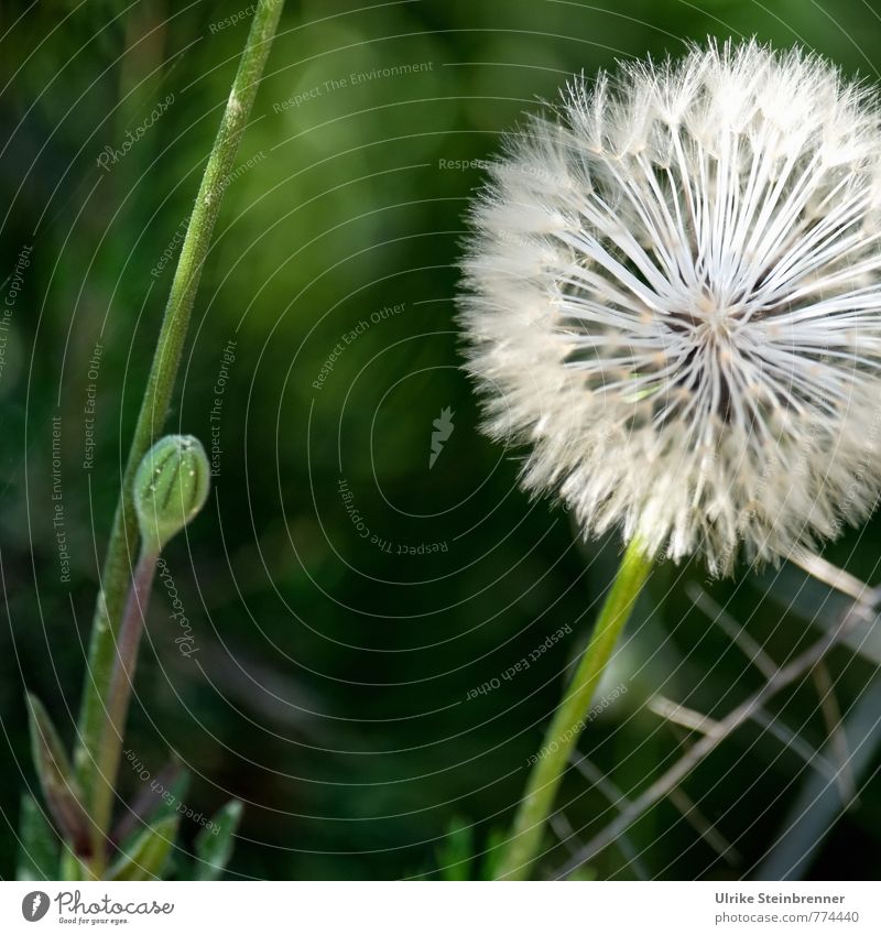 Haarig | Windstoßfrisur Umwelt Natur Pflanze Frühling Blume Wildpflanze Löwenzahn Wiese Feld festhalten natürlich weich Leichtigkeit Taraxacum Korbblütler