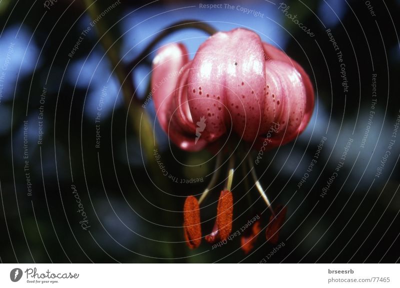 Türkenbundlilie Blume Lilien festlich entfalten spendabel Ausstrahlung reich gewagt dick verwundbar rosa Vielfältig einzeln festzeit festlich gekleidet