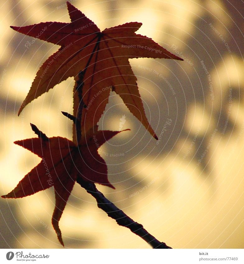 STERNEN geflüster Pflanze Sonnenlicht Herbst Schönes Wetter Blatt braun gelb Leichtigkeit herbstlich Herbstlaub Blattschatten Wand Umrisslinie Herbstfärbung