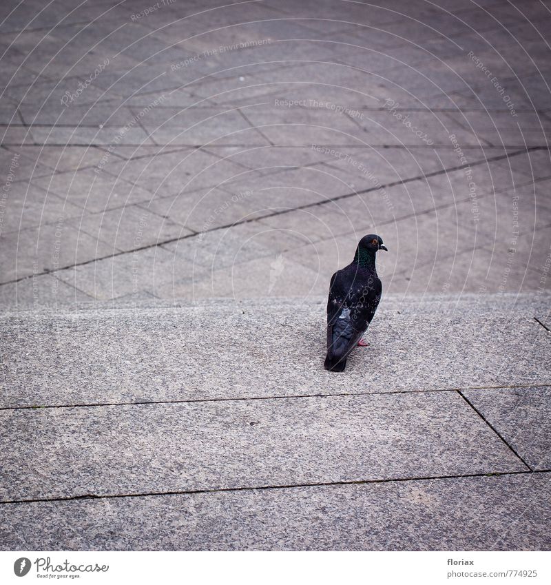 die taube schaut sich um. Umwelt Tier Stadt Stadtzentrum Menschenleer Wildtier Vogel Taube 1 beobachten Denken Erholung sitzen frei grau rot Zufriedenheit