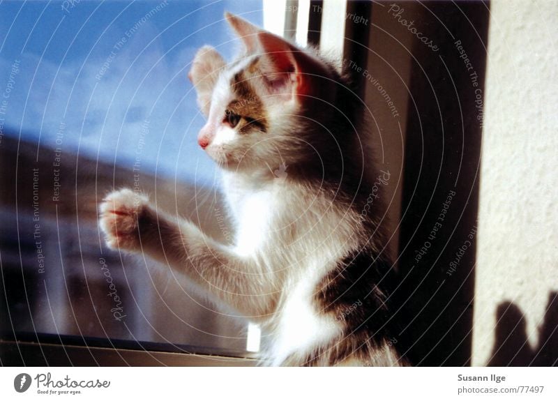 Ich will raus Fenster Katze klein Sehnsucht Tier Katzenbaby Innenaufnahme Fensterscheibe Spielen Fell Oberlippenbart Landraubtier Pfote Barthaare Faultiere