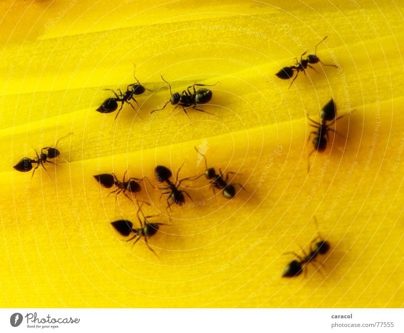 Hormigas Ameise krabbeln Insekt Tier gelb schwarz klein viehzeug ant ants insect animal black