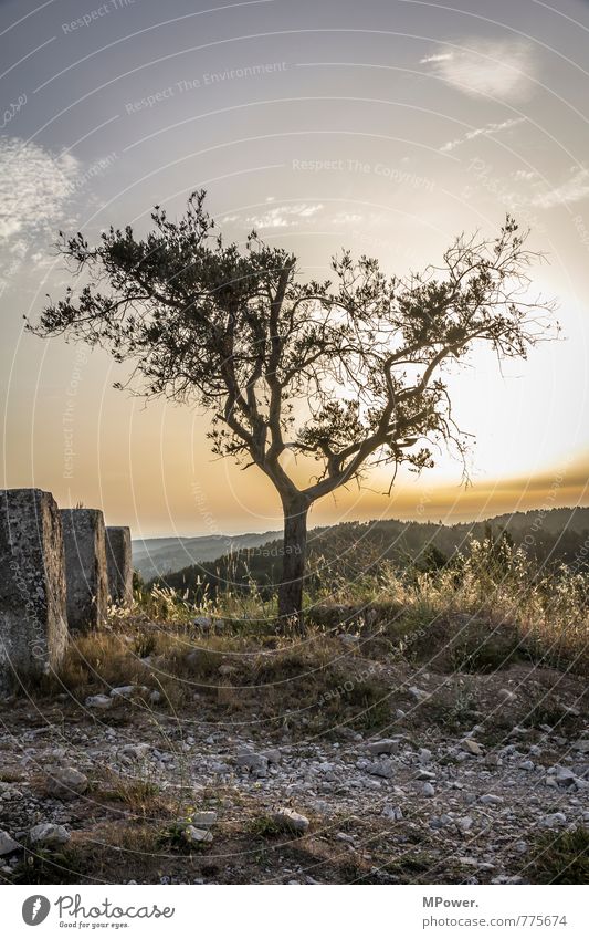 alter Olivenbaum Umwelt Landschaft Pflanze Tier Himmel Baum Sonnenuntergang Sonnenaufgang Berge u. Gebirge Provence steinig Gegenlicht Schneebedeckte Gipfel
