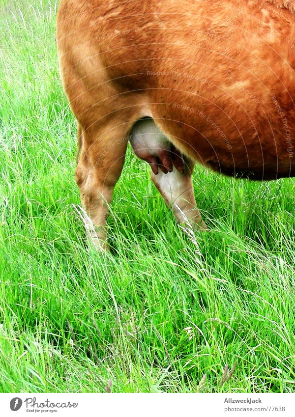 Nippelalarm! Kuh Alm Rind Euter Frischmilch Gezapftes Fressen Gras Wiederkäuer melken Landwirtschaft Milchbauer H-Milch braun Außenaufnahme Weide Brustwarze