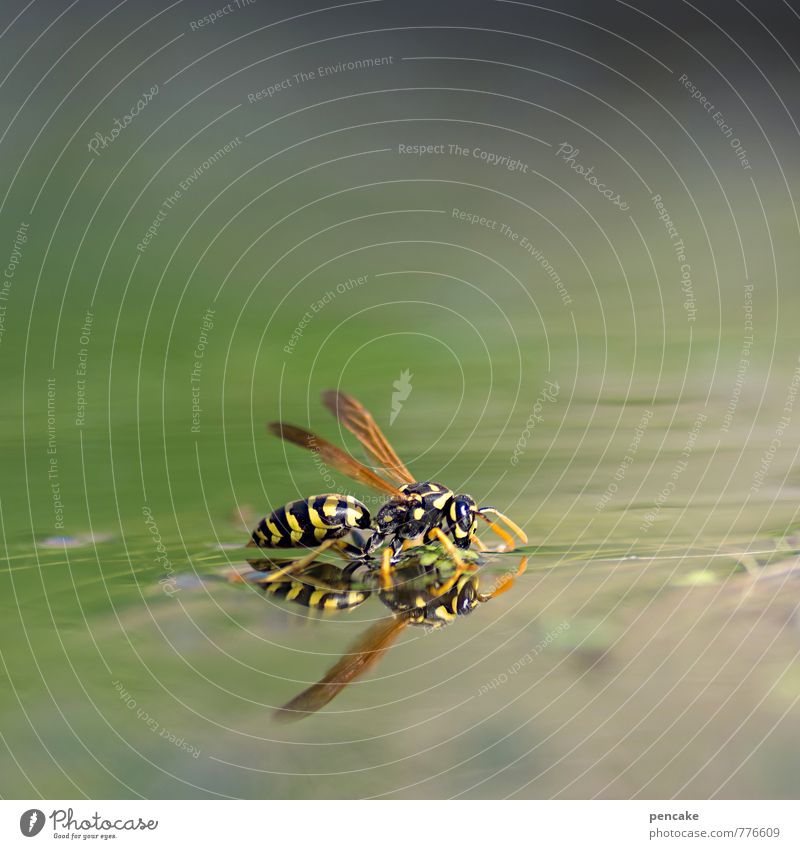 teichträume | see austrinken Natur Urelemente Wasser Sommer Schönes Wetter Garten Teich See Tier 1 Zeichen festhalten fliegen Fressen schaukeln