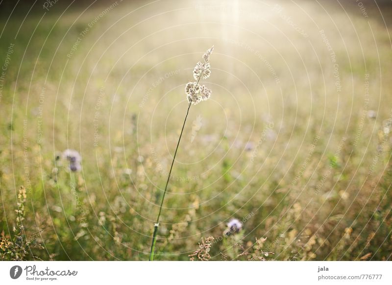 wiese Umwelt Natur Landschaft Pflanze Sommer Schönes Wetter Gras Wildpflanze Wiese natürlich Wärme wild Farbfoto Außenaufnahme Menschenleer Tag Licht Gegenlicht