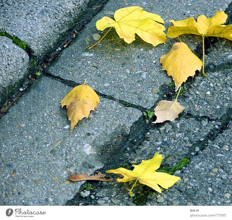 LAUB abfall Umwelt Herbst Blatt Park Platz Verkehrswege Straße liegen natürlich gelb grau Herbstlaub herbstlich Herbstfärbung Herbstbeginn Herbstwetter Asphalt