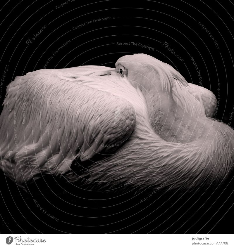 Pelikan Vogel Ruderfüßer Feder ruhig schlafen weich rein Trauer gefangen Tier Zoo schön wasservogel Flügel Auge elegant Schatten Traurigkeit