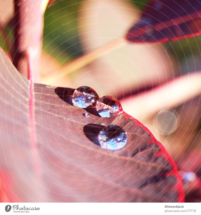 Sonnenbad Blatt Wassertropfen Licht 3 Makroaufnahme Pflanze nass Sommer Regen Natur kuller hazweioh