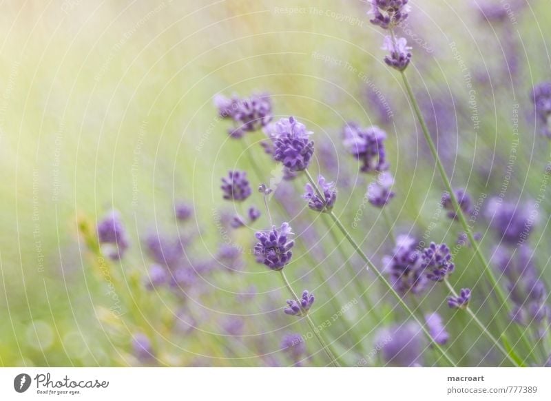 Lavendel Lavendelfeld Blüte lavendula. angustifolia Blume Frühling Sommer Duft Geruch Wellness Erholung Spa Pflanze violett grün Natur natürlich Wohlgefühl