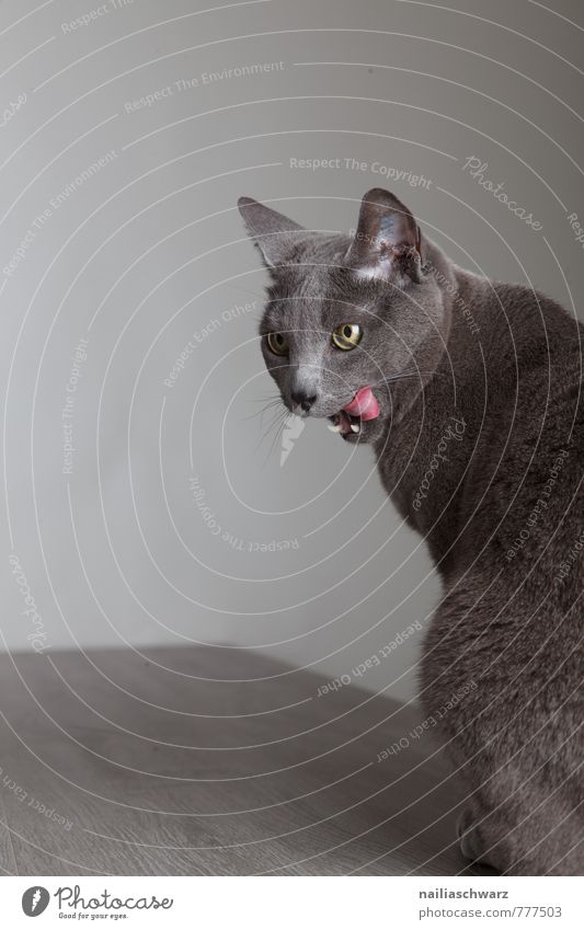 Katze leckt Maul elegant Tier kurzhaarig Haustier niedlich schön blau grau Appetit & Hunger Frieden genießen zunge lutschen Mahlzeit satt Hauskatze portrait