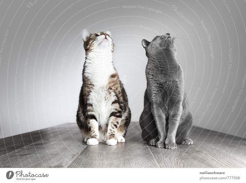 Zwei Katzen elegant Tier kurzhaarig Haustier lustig Neugier niedlich positiv schön blau grau Tierliebe friedlich Interesse Hoffnung Hauskatze portrait porträt