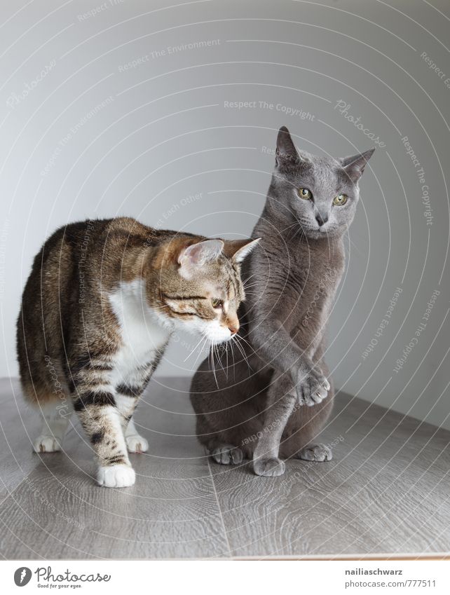 Zwei Katzen elegant Tier kurzhaarig Haustier 2 Tierpaar Tierfamilie beobachten Kommunizieren Neugier niedlich blau grau friedlich Freundschaft Zusammenhalt
