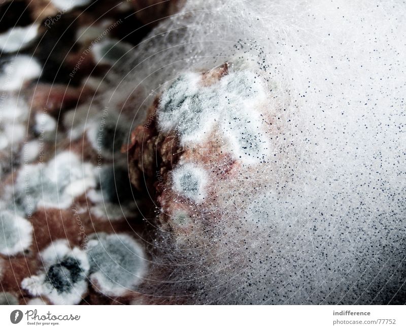 italian Frikadellen! Fleischklösse Hintergrundbild mold meatballs mushrooms organic damaged Schimmelpilze