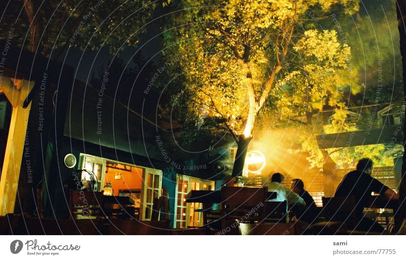 Morning Glow Baum Nebel Nacht Restaurant Shanghai Mensch Sommer wassser freelance glow Cheeseburger tree