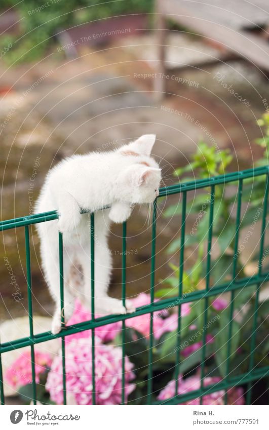 Die Welt entdecken Garten Tier Katze 1 Tierjunges beobachten liegen Neugier niedlich Zaun Klettern Barriere erobern Hortensie Farbfoto Außenaufnahme