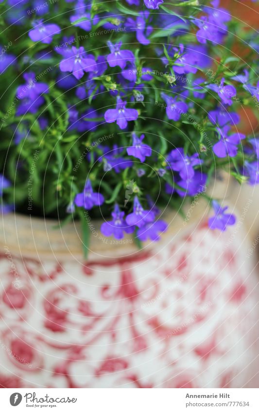 Blumentopf Dekoration & Verzierung Blumenstrauß Fröhlichkeit frisch blau Farbfoto Außenaufnahme Innenaufnahme Muster Strukturen & Formen
