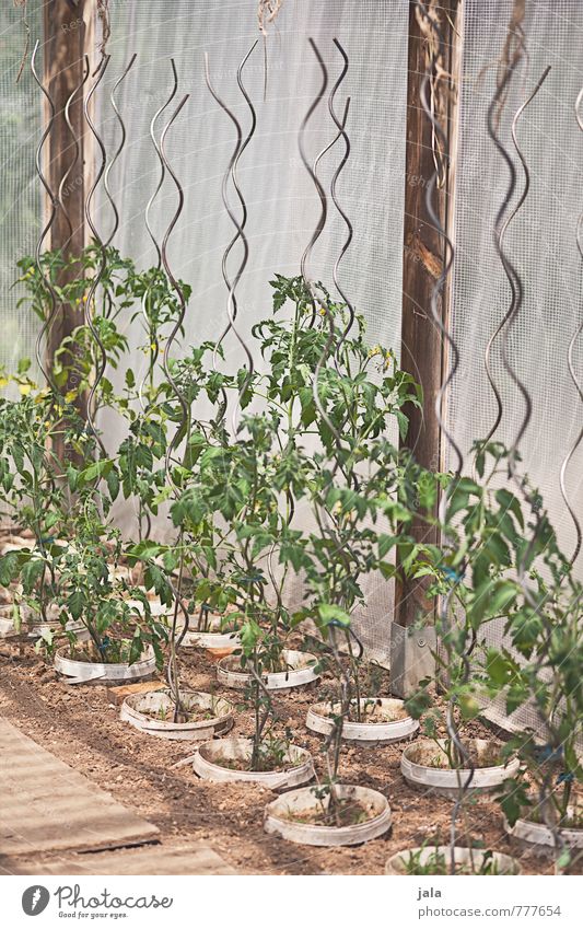 tomaten Gartenarbeit Landwirtschaft Forstwirtschaft Pflanze Blatt Grünpflanze Nutzpflanze Topfpflanze Tomatenplantage gewächsehaus natürlich züchten Farbfoto