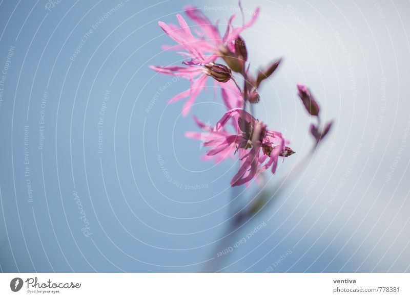 Kuckucks-Lichtnelke Pflanze Wolkenloser Himmel Frühling Blüte Wildpflanze Wiese ästhetisch dünn Fröhlichkeit wild rosa Frühlingsgefühle Romantik achtsam