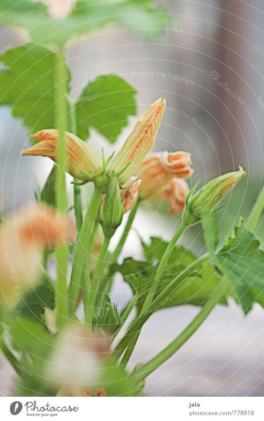 zucchini Pflanze Blatt Blüte Nutzpflanze Topfpflanze Zucchini Zucchiniblüte Garten ästhetisch frisch Gesundheit gut nachhaltig natürlich Farbfoto Außenaufnahme