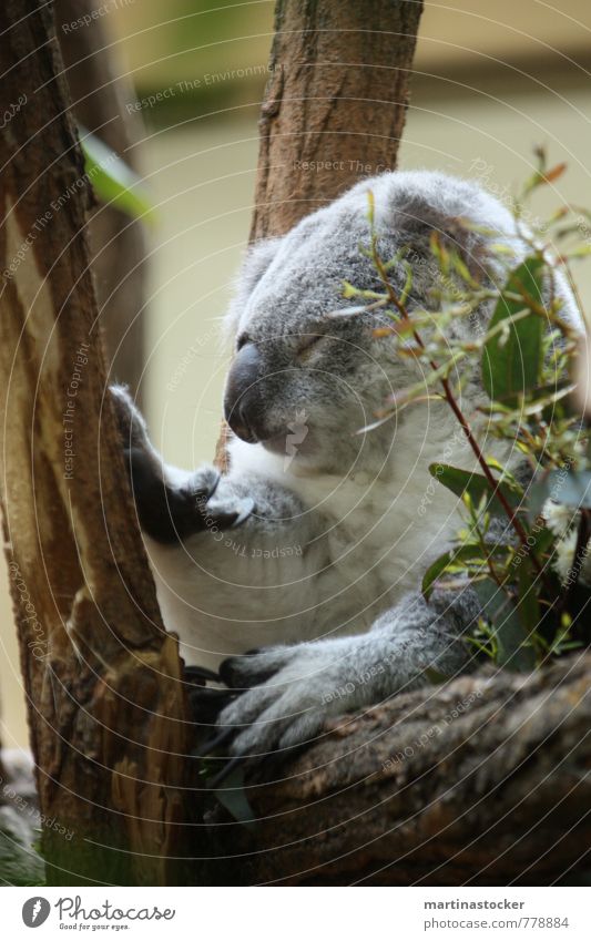 Koala müde Natur Tier Sommer Baum Gras Sträucher Blatt Grünpflanze Wildpflanze exotisch Garten Wildtier Tiergesicht Zoo 1 Holz genießen hängen schlafen träumen
