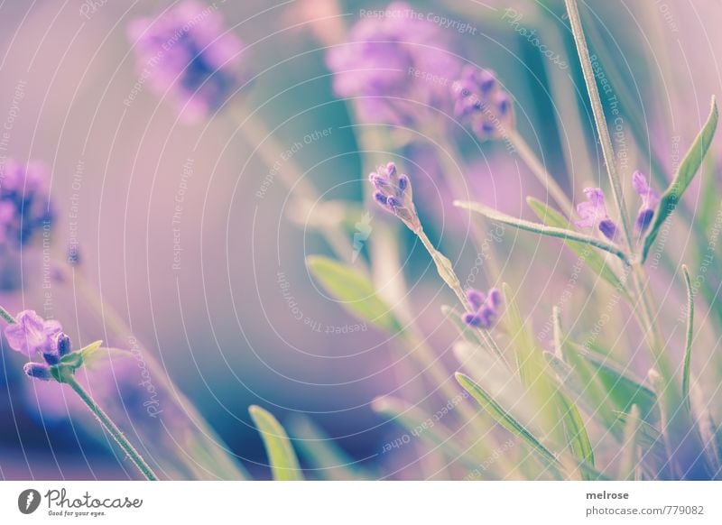 Gartenkultur harmonisch Sinnesorgane Duft Natur Pflanze Sommer Blatt Blüte Lavendel Terrasse atmen berühren Blühend Erholung träumen verblüht Wachstum blau grün