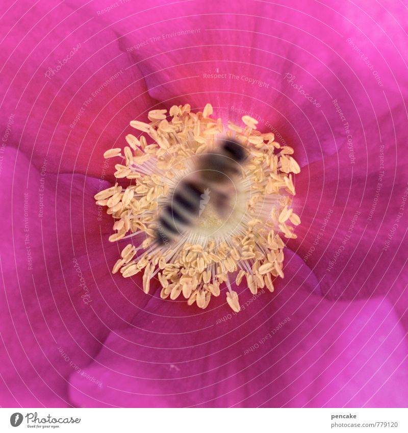 good vibration Natur Pflanze Tier Sommer Blume Blüte Garten Wildtier Biene 1 Arbeit & Erwerbstätigkeit berühren Blühend Duft fliegen Summen Pollen Rosenblüte