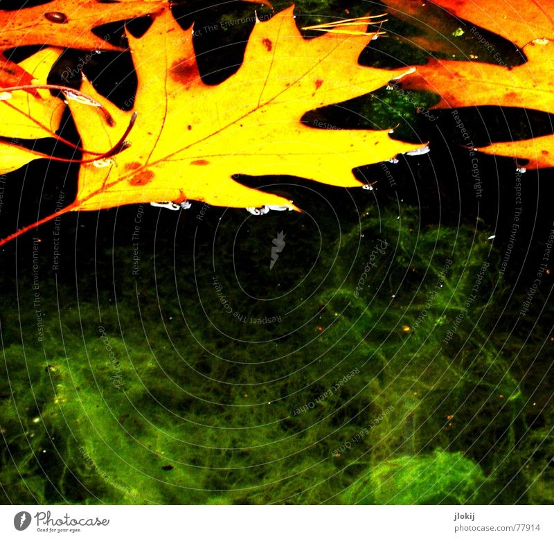 Mit Verlaub Algen Blatt Schweben grün Gefäße Herbst Ekel schleimig Eiche fließen gelb Schifffahrt Vergänglichkeit Wasser orange ekeln glibberig Eicheln swimming