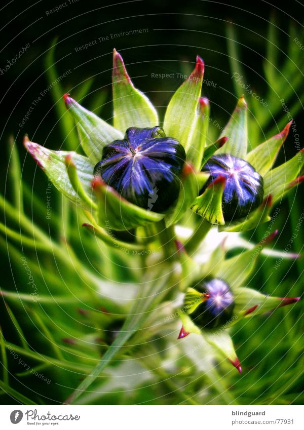 Aufbruchstimmung aufgehen zart zerbrechlich mehrfarbig blau violett aufgebrochen sensibel schön Blüte grün Sommer Pflanze poetisch geheimnisvoll seltsam Anmut