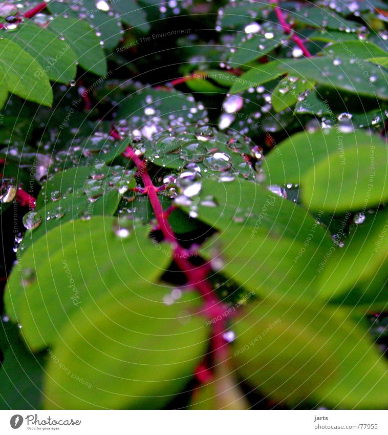 Nass geworden nass Blatt Herbst Regen Wassertropfen jarts