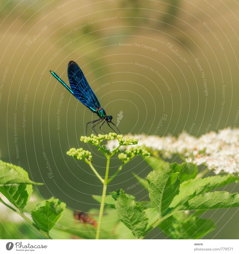 Prächtig Natur Tier Libelle 1 ästhetisch blau Blauflügel-Prachtlibelle Insekt Farbfoto Außenaufnahme Makroaufnahme Textfreiraum oben Hintergrund neutral