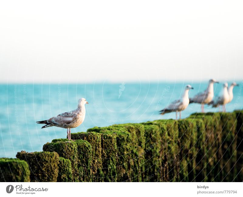 Möwenensemble und Solist Sommerurlaub Schönes Wetter Küste Meer Möwenvögel Tiergruppe Blick stehen ästhetisch lustig positiv blau grün weiß Neugier Natur