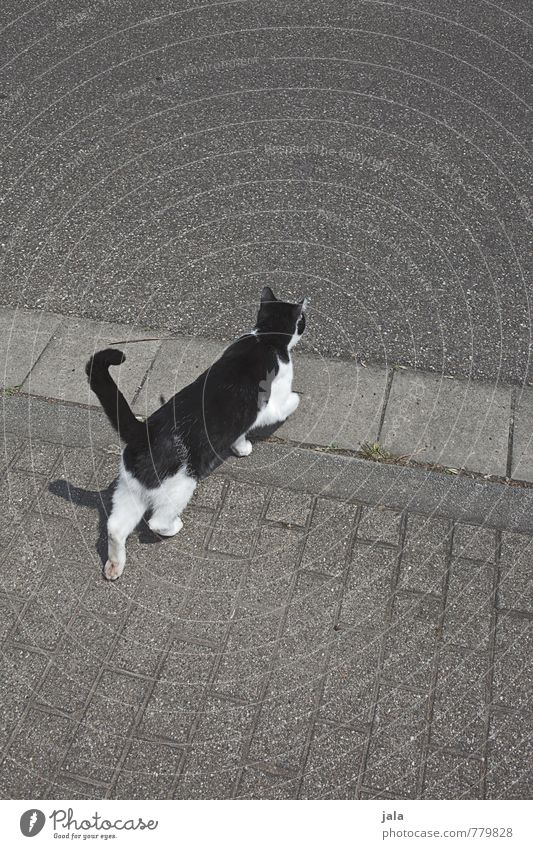 überqueren Straße Wege & Pfade Bürgersteig Bordsteinkante Tier Haustier Katze 1 laufen ästhetisch Überqueren Farbfoto Außenaufnahme Menschenleer