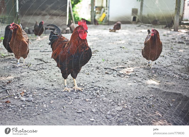 gockel Tier Nutztier Hahn Hühnervögel Tiergruppe Rudel ästhetisch natürlich Bauernhof Farbfoto Außenaufnahme Menschenleer Tag Tierporträt