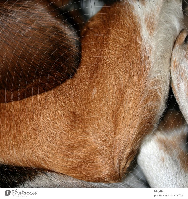 Noch ein Stück Beagle bitte! Hund Fell braun weiß schwarz Pfote Schnurrhaar Quadrat Detailaufnahme Haare & Frisuren Ohr Beine Fuß dog hair friend black brown