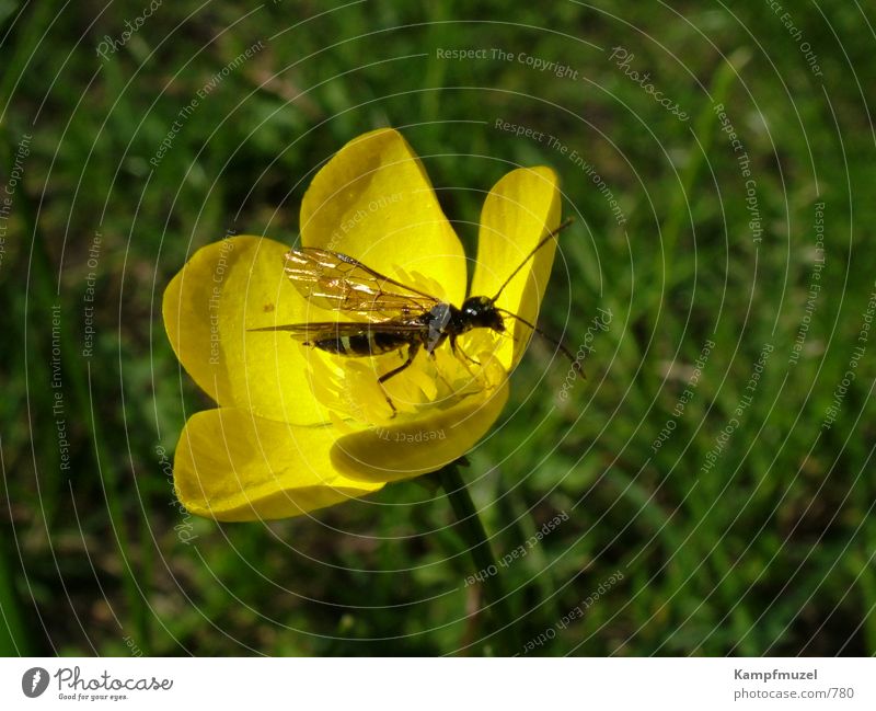 insektenmittagspause Insekt Wiese Blume gelb Nahaufnahme