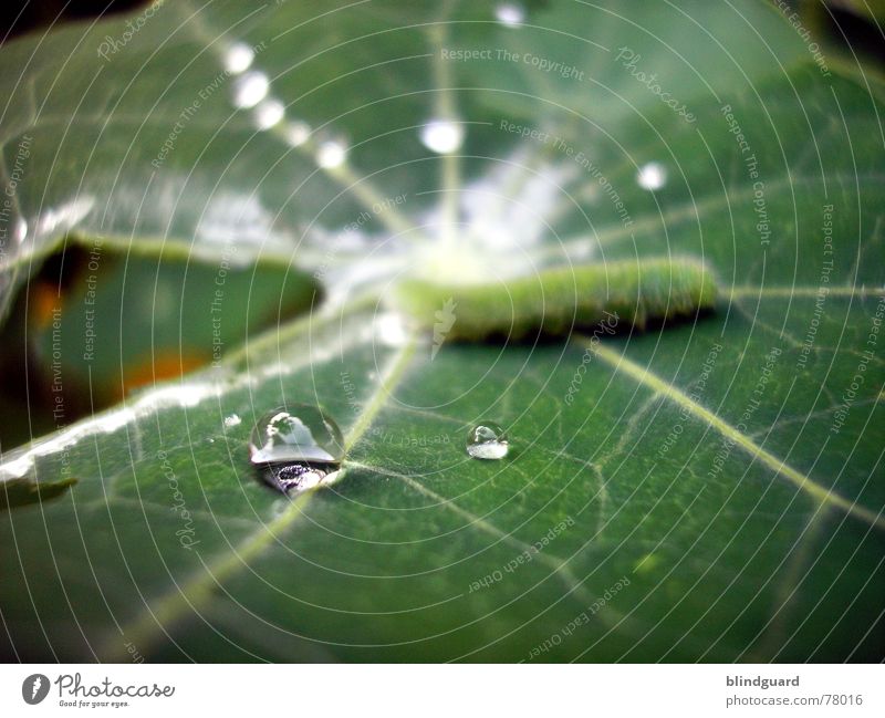 Wasserball Blatt Schwimmbad Gefäße grün Photosynthese frisch Reflexion & Spiegelung Raupe caterpillar Wassertropfen drop Regen rain Linie lines chlorophyl